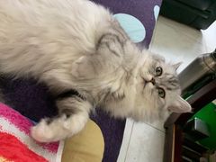 -伟伟宠物医院·CT影像中心·瑞派犬猫综合性门诊(汉口总院)