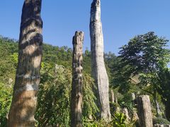 -深圳仙湖植物园