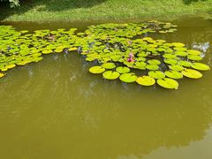 -东莞植物园