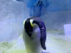 -海合安成都极地海洋公园