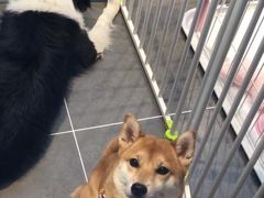 -萌兽医馆·眼科·异宠专科(三里屯店)