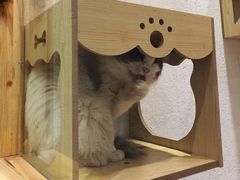 -猫色咖啡·猫咖
