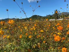 -北京东方普罗旺斯薰衣草庄园