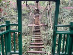 -西双版纳原始森林公园