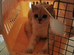 -糯米喵星人总部直营旗舰店·猫舍·幼猫出售