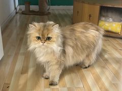 -柚子猫舍·精品猫舍购猫·猫咪认养·购宠·宠物店