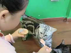 -李小姐の猫咖啡馆(五角场店)
