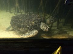 -苏州海洋馆