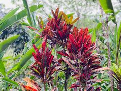 -西双版纳原始森林公园