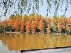 -上海长兴岛郊野公园