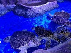 -石家庄极地海洋世界