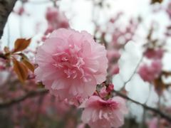 -天适樱花悠乐园
