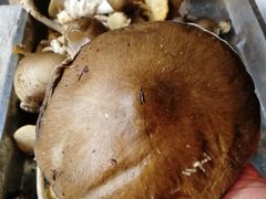 -兴福老面馆(寺路街店)