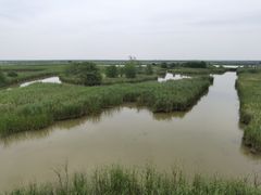 -盐城丹顶鹤湿地生态旅游区