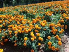 -松山湖梦幻百花洲
