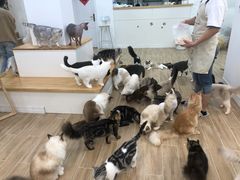 -李小姐の猫咖啡馆(五角场店)