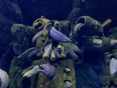 -珠海长隆海洋王国