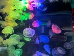 -太平洋海底世界