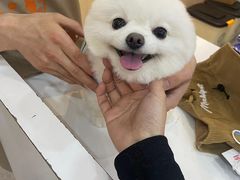 -BABIT巴比特宠物(MOMOPARK店)