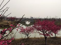 -灌云梅园景区