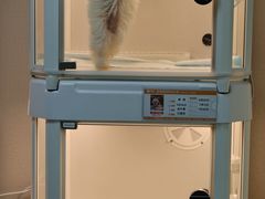 -翊宠yipet猫狗购宠庄园犬舍•猫舍