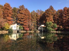 -上海共青森林公园