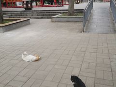 -关林