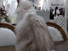 -共舞时光猫咖·狗咖(新街口店)
