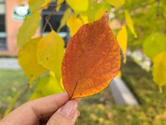 -辽宁大学(崇山校区)