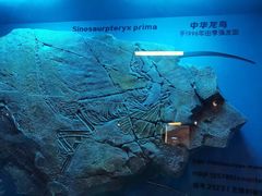 -中华恐龙园