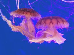 -上海海洋水族馆