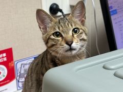 -安安宠医宠物医院·异宠·犬猫内科(岳阳分院)