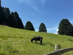 -神户市立六甲山牧场