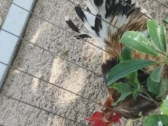 -深圳野生动物园