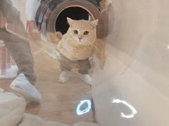 -COLOR PETS 撸猫馆·购猫·猫咖(长风大悦城店)