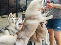-TrueLove @ Neverland (Husky Cafe)