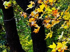 -北京西山国家森林公园