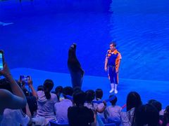 -芜湖新华联大白鲸海洋公园