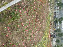 -丹樱生态园