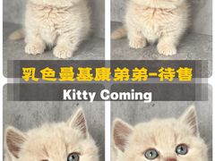 -小猫来了·猫舍(红山六九七九店)