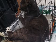 -瑞派宠物医院·24h·骨外科·皮肤科·全科宠物医疗转诊中心(沈阳浑南院)