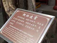 -青岛崂山太清宫