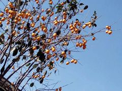 -楠溪江风景名胜区