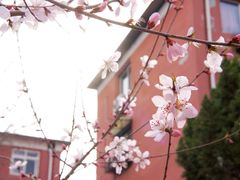 -桃花堤公园