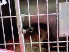 -中农大我爱我爱动物医院·核磁CT·猫病·24小时夜诊中心(石佛营店)