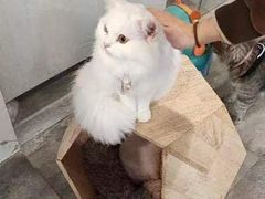 -楼上猫咖(罗湖店)