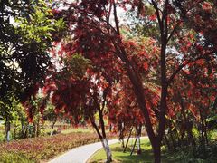-芒洲湿地公园