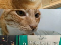 -博特宠物医院24h犬猫全科.骨科·异宠