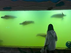-广东惠东海龟国家级自然保护区