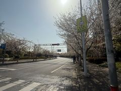 -高东镇樱花园